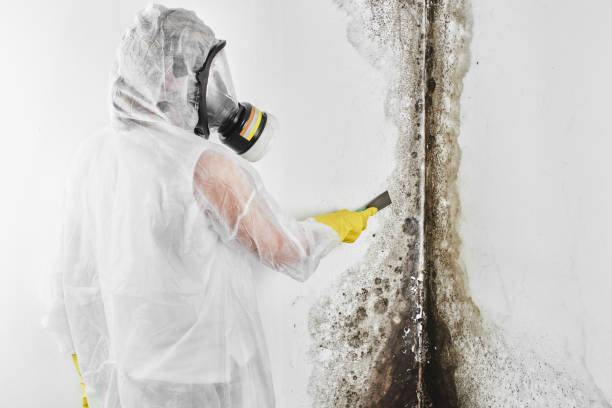 Best Localized Mold Remediation (e.g., coastal areas, humid climates) in Chowchilla, CA