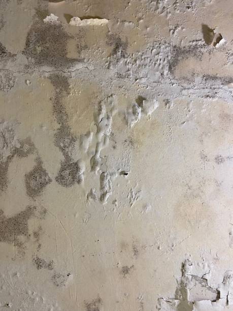 Best White Mold Remediation in Chowchilla, CA