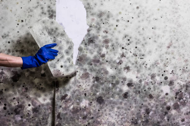 Best Bathroom Mold Remediation in Chowchilla, CA